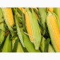 Насіння кукурудзи гібрид Арлен ФАО 300 - продаж - фото № 1