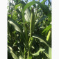 Насіння кукурудзи гібрид БАРТОН ФАО 220 на продаж - фото № 3