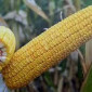 Насіння кукурудзи ДБ Хотин ФАО 280 - продаж - фото № 2