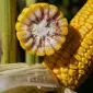Насіння кукурудзи ФЕРОККСІ RAGT в продаже - фото № 1