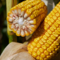 Насіння кукурудзи МАККСАТАК RAGT у продажу - фото № 1