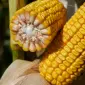 Насіння кукурудзи МАККСАТАК RAGT в продаже - фото № 1