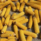 Кукурудза на продажу - фото № 1