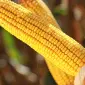 Насіння кукурудзи КВС Карпатіс – високий потенціал урожайності - фото № 2