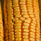 Продается бразильская кукуруза оптом от поставщика 25000 тонн - фото № 1