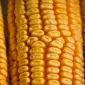 Продается бразильская кукуруза оптом от поставщика 25000 тонн - фото № 1