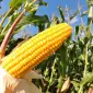 Продам кукурузу на экспорт от поставщика с 5 000 тысяч тонн - фото № 2