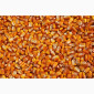 Срочно продается трансгенный гибрид кукурузы HYDRA FF-369 ФАО 250 - фото № 1