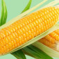 Срочно продается трансгенный гибрид кукурузы HYDRA FF-369 ФАО 250 - фото № 2