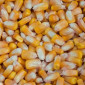 Продаж насіння кукурудзи від виробника, від 1 до 20 тонн - фото № 1