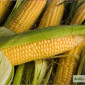 Семена кукурузи Любава 279МВ на продаж - фото № 1