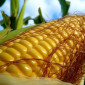 Продаж насіння кукурудзи Любава 279МВ ФАО-270 - фото № 1