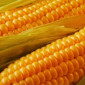 Насіння Кукурудзи Маніфік ФАО-300 на продаж - фото № 1
