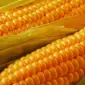 Насіння кукурудзи Маніфік ФАО-300 на продаж - фото № 1