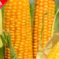 Семена кукурузы Тор (ФАО 280) від Всеукраїнського Наукового Інституту Селекції - фото № 1