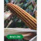 Кукурудза Ларсон ФАО 250 на продаж - фото № 1