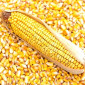 Насіння кукурудзи РАМ 8663 (ФАО 340) для продажу - фото № 1