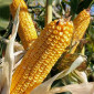 Продажа насіння кукурудзи гібрид ДН Хортиця ФАО 240 - фото № 2