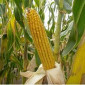 Насіння кукурудзи РАМ 0133 в наявності - фото № 1