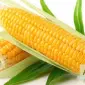 Закупівля кукурудзи з доставкою в порт - фото № 1