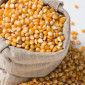 Покупка кукурузи від 100 тонн - фото № 1