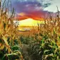 Закупаем кукурузу и другие культуры - фото № 1