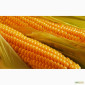 Продаж кукурудзи Амарок 290 - фото № 1