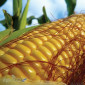 Продаж кукурудзи Гран 220 ФАО 210 Трилінійнийгібрид - фото № 1