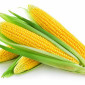 Насіння кукурудзи АНДРЕС ФАО 350 – продаж - фото № 1