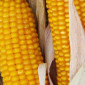 Продажа насіння кукурудзи АРЛЕН - фото № 1