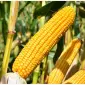 Кукурудза гібриди 'Леванте' ФАО 280 та 'Остро' ФАО 290, Mirasol Seed (Іспанія) - фото № 1