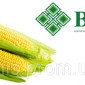 Пропозиція: Насіння кукурудзи ВН 63 - фото № 1