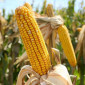Продаж кукурудзи SEDONA BT 166 ФАО 180 - фото № 4