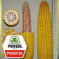 Насіння кукурудзи Pioneer PR35F38 на продаж - фото № 1
