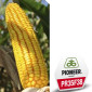 Насіння кукурудзи Pioneer PR35F38 на продаж - фото № 6