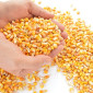 Оптом купим кукурузу. 3-й класс - фото № 1