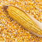 Продам Кукуруза из Бразилии (CIF) - фото № 1