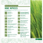 Продажа семян ячменя КВС Кріссі (СН-1) для пивоварения - фото № 2