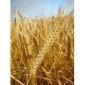 Семена ярового ячменя ФРАНЦИН, элита 1 репродукция - фото № 1