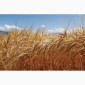 Придбання ячменю за високою ціною - фото № 1
