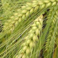 Продажа Насіння Озимого Ячменю Дев’ятий Вал - фото № 1