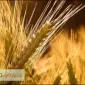 Купуємо ячмінь у сільгоспвиробників - фото № 1