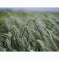 Семена ячменя озимого ЛЕСТЕР з Чехії - фото № 1