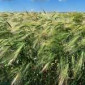 Ячмін озимий Мастер Зернограда у продажу - фото № 1