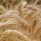 Ячмін озимий БУРЕВІЙ на продаж - фото № 1