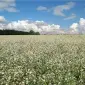 Куплю гречку - фото № 1
