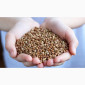 Оптовий продаж зерна гречки - фото № 1