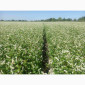 Пропонується насіння гречки Софія - фото № 2