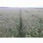 Насіння Гречки - фото № 1
