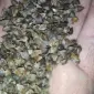 Продам посевную сертифицированную гречку. Сорт Дикуль. Сорт Арно. Сорт Дев'ятка - фото № 1